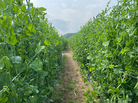 畑レポート① 記事 (1)