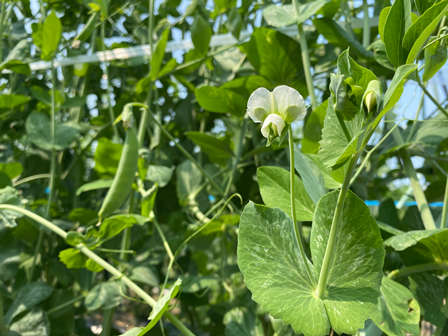 畑レポート① 記事 (3)