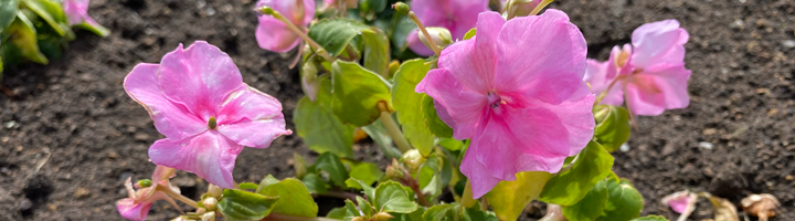 花壇レポート①(小谷)アイキャッチ