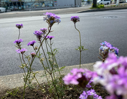 花壇レポート①(小谷)記事２